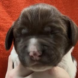Illa boy 1 - Liver and white male Brittany puppy in Floyd Knobs, Indiana from Cross Creek Brittanys