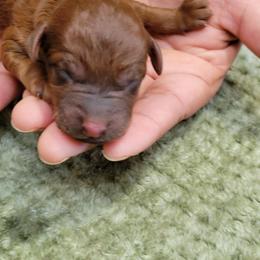 Bailey - Sable female Goldendoodle puppy in Milwaukwe, Wisconsin from Wisconsin Doodles