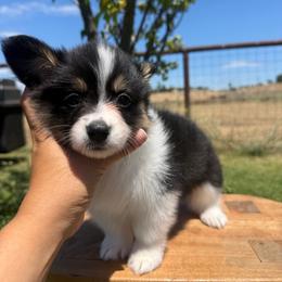 Liberty - Black and tan female Pembroke Welsh Corgi puppy in Red Bluff, California from Wilder Ranch Corgis
