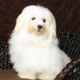 Angel - Havanese