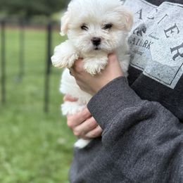 Chérie - White female Coton de Tulear puppy in Warrenton, Virginia from Four Lochs LLC