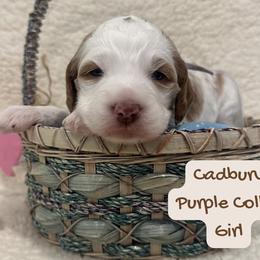 Cadbury - Parti female Goldendoodle puppy in Taylorsville, North Carolina from Doggone Dixie Doodles