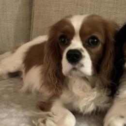 Shea - Cavalier King Charles Spaniel