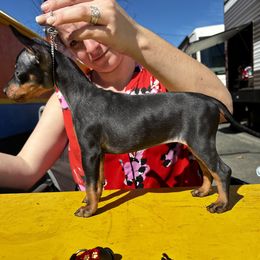 Girl 1 - Manchester Terrier puppy from Tango Kennels
