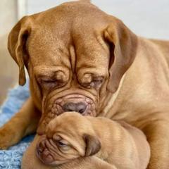 Dogue de Bordeaux Puppies from Theresea Martin