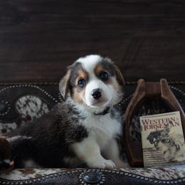 Gray - Black and tan male Pembroke Welsh Corgi puppy in Dobson, North Carolina from Clover S Farm