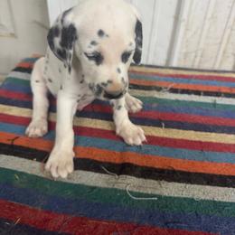 R Eye 2 Dots - White and black male Dalmatian puppy in Williamsburg, Ohio from Dewey’s Dals