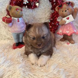 Valentina - Chocolate female Pomsky puppy in Bucyrus, Missouri from Hill Top Pomskies