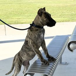 Beth Dutton - Tiger female Perro de Presa Canario puppy in Las Cruces, New Mexico from Mesquite Creek Kennels