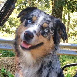 Adalida  - Australian Shepherd