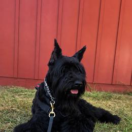 Giant Schnauzers and Miniature Schnauzers from T & A Cali Schnauzer