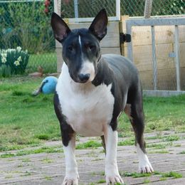 Aisling - Bull Terrier