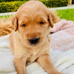 Sky - Light golden female Golden Retriever puppy in Santa Ana, California from American Golden Retrievers