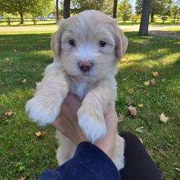 Yeti - White and tan male Maltese puppy in Ludington, Michigan from OT Maltese & Co