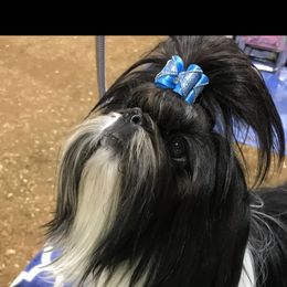 Kevin - Shih Tzu