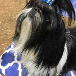 Kevin - Shih Tzu