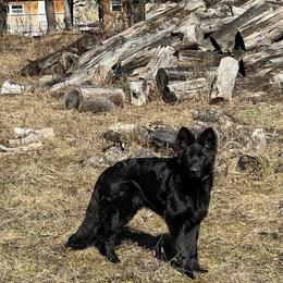 German Shepherd Puppies from Fancy GSDs