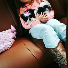 Morkie and Yorkshire Terrier Puppies from Jewels Yorkshire’s