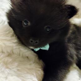 Pomeranian Puppies from Cutie Poms