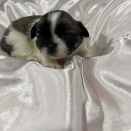 Pekingese All Grown Up from Sweet Pekes