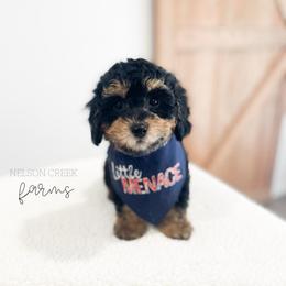 Gouda - Black & tan male Maltipoo puppy in Huntsville, Texas from Nelson Creek Farms