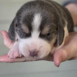 Beagle puppies from Happier with Dogs
