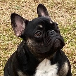 Duke - French Bulldog