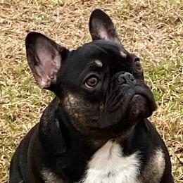 Duke - French Bulldog