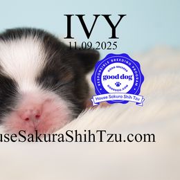 Ivy - Black gold and white female Shih Tzu puppy in Muskogee, Oklahoma from House Sakura Shih Tzu