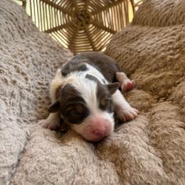 Lyla - Red tri-color female Australian Shepherd puppy in Grants Pass, Oregon from Carmel Mountain Aussies