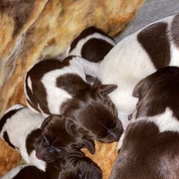 German Shorthaired Pointer Puppies from Emily's GSPs