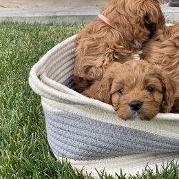 Cavachon, Cavalier King Charles Spaniel, and Cavapoo Puppies from Cavachon Love