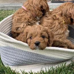 Cavachon, Cavalier King Charles Spaniel, and Cavapoo Puppies from Cavachon Love