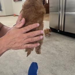 Poodle Puppies from ItalianToyPoodles