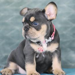 Maple - Tricolors female French Bulldog puppy in Punta Gorda, Florida from Mingan French Bulldog