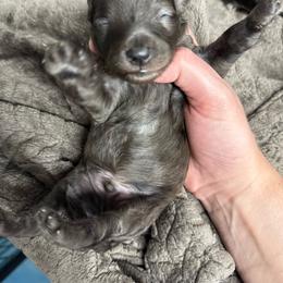 Dean - Blue merle male Aussiedoodle puppy in Science Hill, Kentucky from Southern Paws Kennels