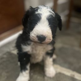 Whiskey - Black and white male Aussiedoodle puppy in Strasburg, Pennsylvania from Still Water Puppies