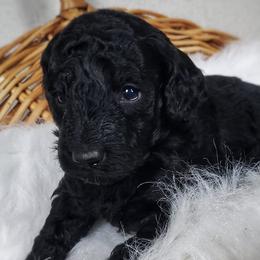 Goldendoodles and Poodles from Burtons Doodle Haven