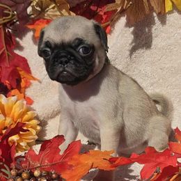 Fawn Boy (green toe) - Fawn male Pug puppy in Tulsa, Oklahoma from Locust Creek Pugs