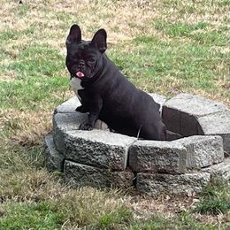 Whoopi - French Bulldog