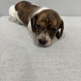 Abby - Piebald female Dachshund puppy in Wayland, Iowa from CR Kennels