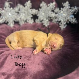 Lido - Red  male Goldendoodle puppy in Rockville, Minnesota from Bracha Poodles & Doodles