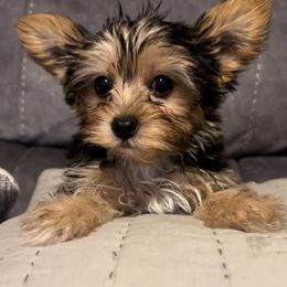 Cedric - Black and gold male Yorkshire Terrier puppy in Bastrop, Texas from Broadway's Little Blessings