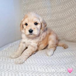 Yellow Girl - Cream female Goldendoodle puppy in Rochester, New York from Sandy Creek Doodles