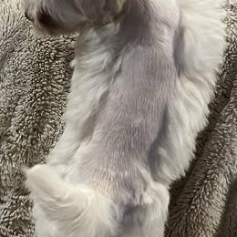 Stevie (red collar) - White male Miniature Schnauzer puppy in Port Orchard, Washington from Silver Bells Miniature Schnauzers