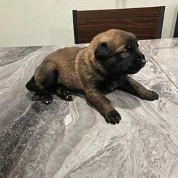 Bear (Blue) - Black brindle male Dutch Shepherd puppy in Signal Mountain, Tennessee from Torgun Police Dogs