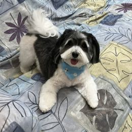 Havanese All Grown Up from Jacqueline Carney