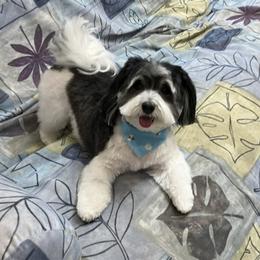 Havanese All Grown Up from Jacqueline Carney
