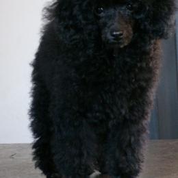 Lyric - Poodle