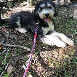 Bernedoodle and Goldendoodle All Grown Up from Bailey Mountain Doodles